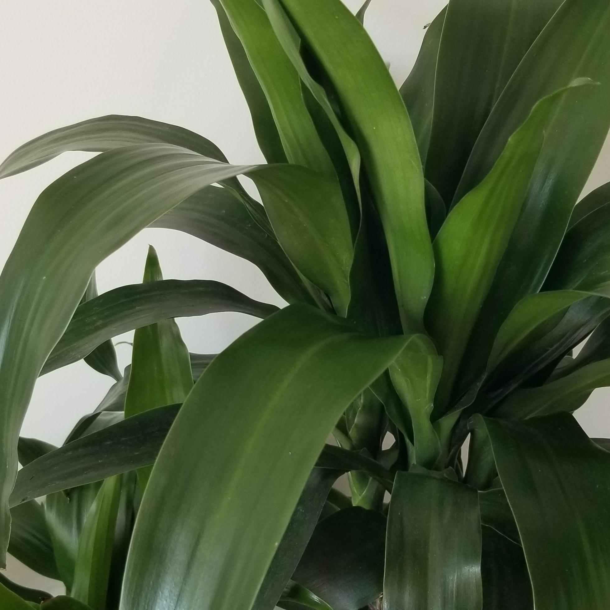 dracaena elegance leaves dracaena elegance air-purifying indoor trees interior plants houseplants office plants Oakville Brampton Milton Woodbridge Etobicoke Mississauga other GTA