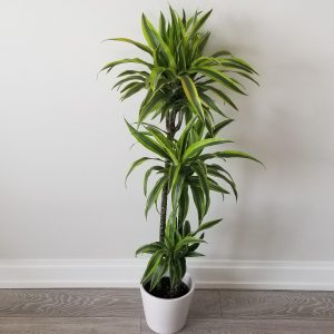 dracaena lemon lime indoor trees houseplants air-purifying office plants Mississauga Etobicoke Oakville Brampton Woodbridge Milton Toronto other GTA