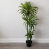 dracaena lemon lime indoor trees houseplants air-purifying office plants Mississauga Etobicoke Oakville Brampton Woodbridge Milton Toronto other GTA