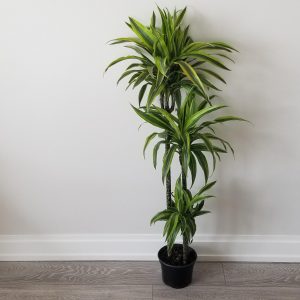 dracaena lemon lime indoor trees houseplants air-purifying office plants Mississauga Etobicoke Oakville Brampton Woodbridge Milton Toronto other GTA