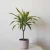 dracaena lemon lime in deco ceramic pot air-purifying interior plants Oakville Mississauga Etobicoke Woodbridge Toronto Brampton other GTA