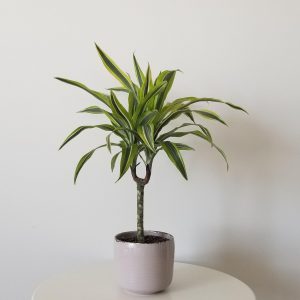 dracaena lemon lime in deco ceramic pot air-purifying interior plants Oakville Mississauga Etobicoke Woodbridge Toronto Brampton other GTA