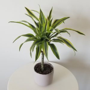 dracaena lemon lime in deco ceramic pot air-purifying interior plants Oakville Mississauga Etobicoke Woodbridge Toronto Brampton other GTA