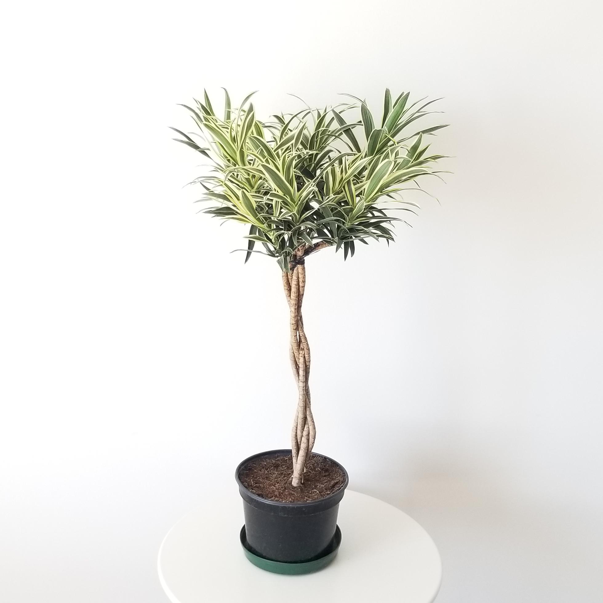 dracaena reflexa variegated braid air-purifying indoor plants houseplants Toronto Oakville Mississauga Milton Brampton Etobicoke other GTA