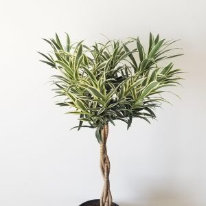 dracaena reflexa variegated braid air-purifying indoor plants houseplants Toronto Oakville Mississauga Milton Brampton Etobicoke other GTA
