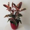 ficus elastica ruby in deco ceramic pot air-purifying houseplants gifts Toronto Mississauga Oakville Brampton Woodbridge Etobicoke other GTA