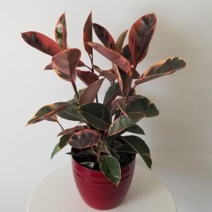 ficus elastica ruby in deco ceramic pot air-purifying houseplants gifts Toronto Mississauga Oakville Brampton Woodbridge Etobicoke other GTA