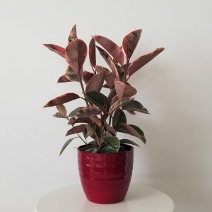 ficus elastica ruby in deco ceramic pot air-purifying houseplants gifts Toronto Mississauga Oakville Brampton Woodbridge Etobicoke other GTA