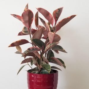 ficus elastica ruby in deco ceramic pot air-purifying houseplants gifts Toronto Mississauga Oakville Brampton Woodbridge Etobicoke other GTA