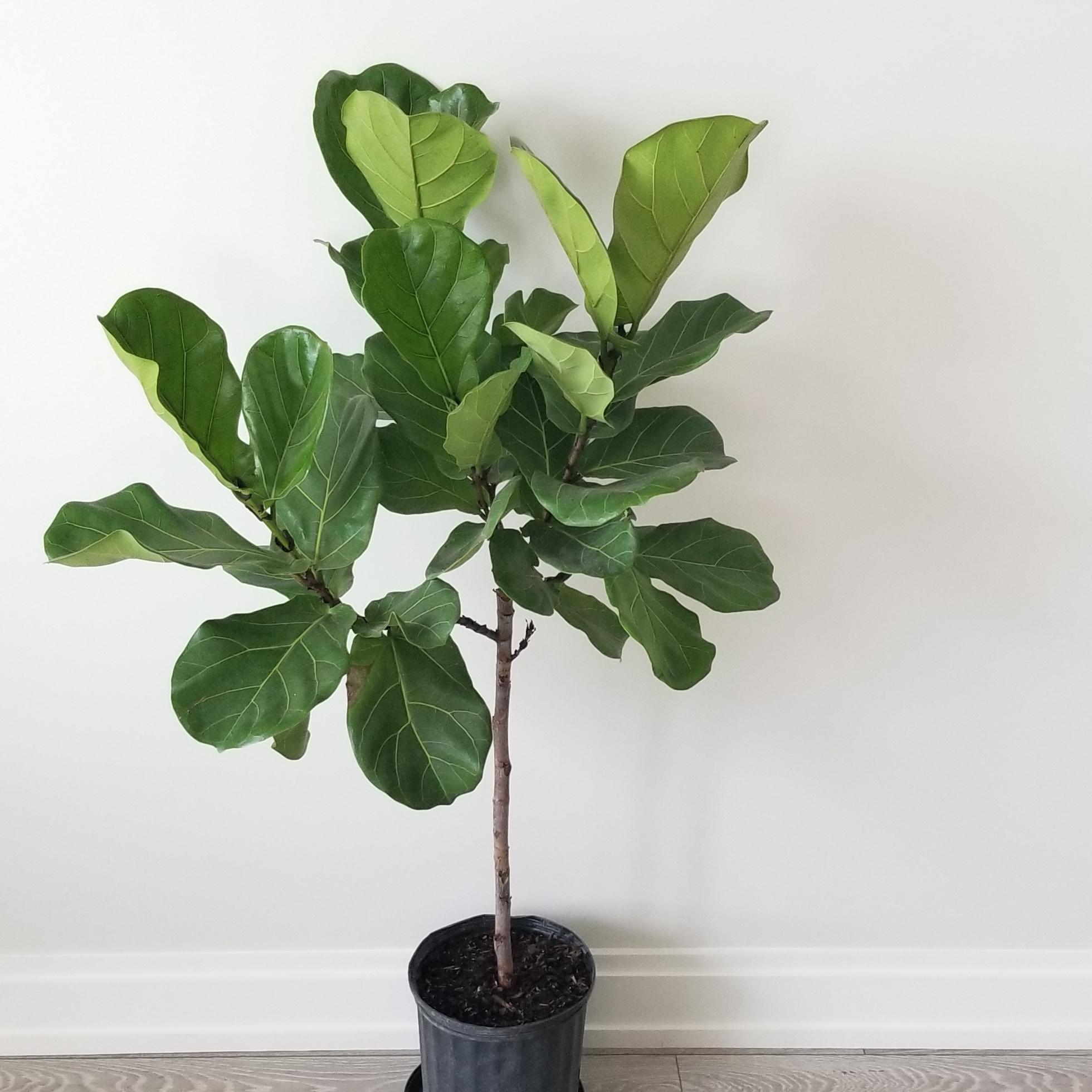 Ficus Lyrata indoor tree houseplants Oakville Mississauga Etobicoke Brampton Woodbridge other GTA