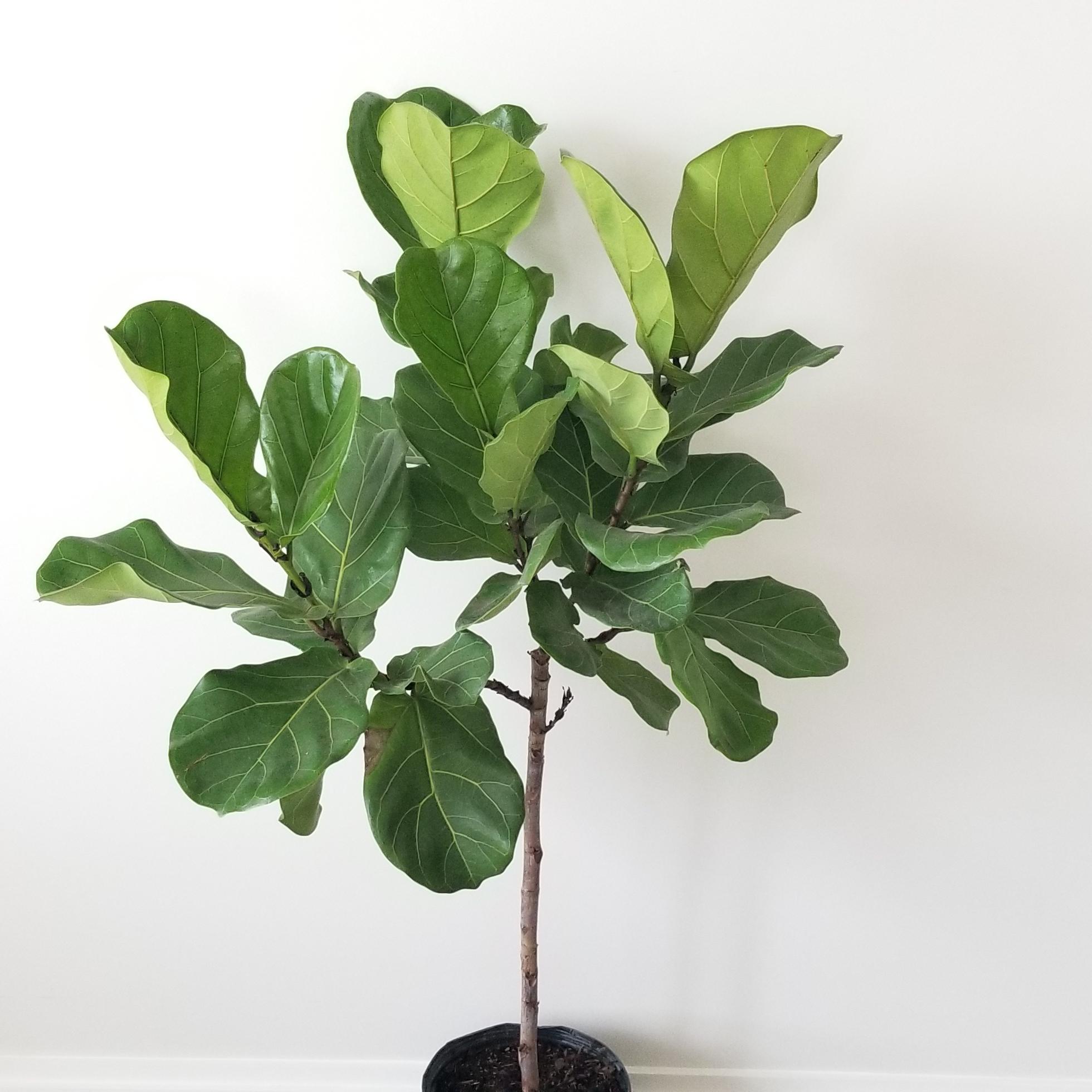 ficus lyrata in 10inch pot 3 Ficus Lyrata indoor tree houseplants Oakville Mississauga Etobicoke Brampton Woodbridge other GTA