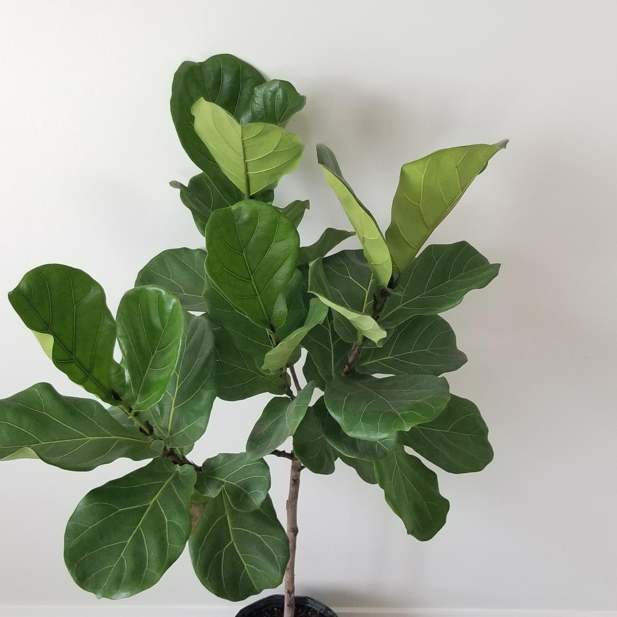 ficus lyrata in 10inch pot 4 Ficus Lyrata indoor tree houseplants Oakville Mississauga Etobicoke Brampton Woodbridge other GTA