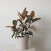 Office plants Ficus elastica Tineke decorative ceramic pot air-purifying interior plants houseplants Oakville Mississauga Etobicoke Woodbridge other GTA