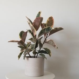 Office plants Ficus elastica Tineke decorative ceramic pot air-purifying interior plants houseplants Oakville Mississauga Etobicoke Woodbridge other GTA