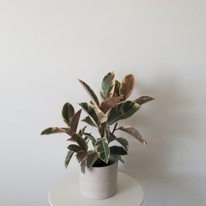 Office plants Ficus elastica Tineke decorative ceramic pot air-purifying interior plants houseplants Oakville Mississauga Etobicoke Woodbridge other GTA