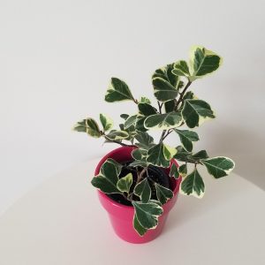 ficus triangularis variegata deco ceramic pink interior plants gifts houseplants Mississauga Oakville Brampton Toronto Etobicoke Woodbridge Milton other GTA
