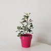 ficus triangularis variegata deco ceramic pink interior plants gifts houseplants Mississauga Oakville Brampton Toronto Etobicoke Woodbridge Milton other GTA
