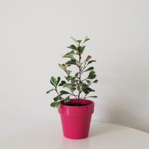 ficus triangularis variegata deco ceramic pink interior plants gifts houseplants Mississauga Oakville Brampton Toronto Etobicoke Woodbridge Milton other GTA