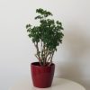 ming aralia in deco ceramic pot air-purifying interior plants houseplants gifts Oakville Mississauga Brampton Etobicoke Milton other GTA
