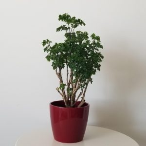 ming aralia in deco ceramic pot air-purifying interior plants houseplants gifts Oakville Mississauga Brampton Etobicoke Milton other GTA