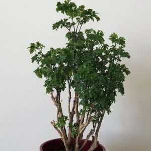 ming aralia in deco ceramic pot air-purifying interior plants houseplants gifts Oakville Mississauga Brampton Etobicoke Milton other GTA
