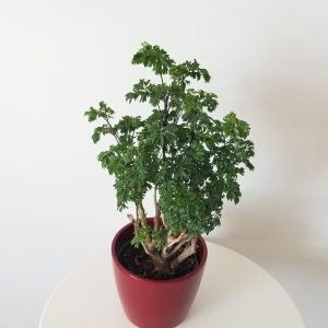 ming aralia in deco ceramic pot air-purifying interior plants houseplants gifts Oakville Mississauga Brampton Etobicoke Milton other GTA