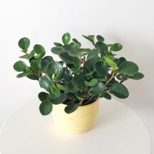 peperomia obtusifolia green indoor plants houseplants plant gifts Oakville Mississauga Brampton Etobicoke Toronto Milton Brampton other GTA