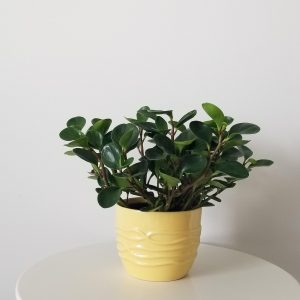 peperomia obtusifolia green indoor plants houseplants plant gifts Oakville Mississauga Brampton Etobicoke Toronto Milton Brampton other GTA