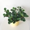 peperomia obtusifolia green indoor plants houseplants plant gifts Oakville Mississauga Brampton Etobicoke Toronto Milton Brampton other GTA