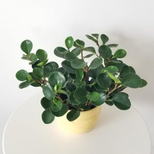peperomia obtusifolia green indoor plants houseplants plant gifts Oakville Mississauga Brampton Etobicoke Toronto Milton Brampton other GTA