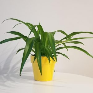 spider plant green air-purifying interior plants Oakville Brampton Mississauga Etobicoke Woodbridge other GTA