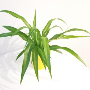 spider plant green air-purifying interior plants Oakville Brampton Mississauga Etobicoke Woodbridge other GTA