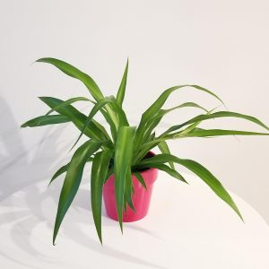 spider plant green air-purifying interior plants Oakville Brampton Mississauga Etobicoke Woodbridge other GTA