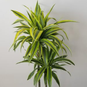 dracaena warneckii lemon lime cane air-purifying indoor trees houseplants office plants Oakville Mississauga Etobicoke Brampton Milton Woodbridge GTA Kitchener