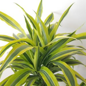 dracaena warneckii lemon lime cane air-purifying indoor trees houseplants office plants Oakville Mississauga Etobicoke Brampton Milton Woodbridge GTA Kitchener