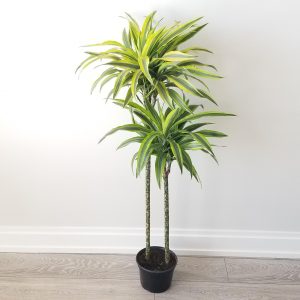 dracaena warneckii lemon lime cane air-purifying indoor trees houseplants office plants Oakville Mississauga Etobicoke Brampton Milton Woodbridge GTA Kitchener