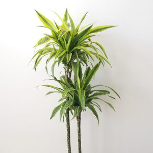 dracaena warneckii lemon lime cane air-purifying indoor trees houseplants office plants Oakville Mississauga Etobicoke Brampton Milton Woodbridge GTA Kitchener
