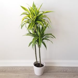 dracaena warneckii lemon lime cane air-purifying indoor trees houseplants office plants Oakville Mississauga Etobicoke Brampton Milton Woodbridge GTA Kitchener