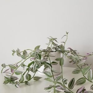 tradescantia tricolor deco ceramic pot interior plants houseplants Mississauga Etobicoke indoor plants Oakville Brampton Markham Richmond Hill Woodbridge other GTA