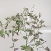 tradescantia tricolor deco ceramic pot interior plants houseplants Mississauga Etobicoke indoor plants Oakville Brampton Markham Richmond Hill Woodbridge other GTA