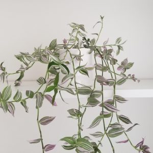tradescantia tricolor deco ceramic pot interior plants houseplants Mississauga Etobicoke indoor plants Oakville Brampton Markham Richmond Hill Woodbridge other GTA
