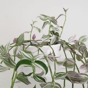 tradescantia tricolor deco ceramic pot interior plants houseplants Mississauga Etobicoke indoor plants Oakville Brampton Markham Richmond Hill Woodbridge other GTA