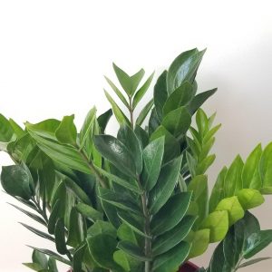 zz plant air-purifying office plants houseplants indoor plants Oakville Mississauga Etobicoke Milton Markham Brampton Woodbridge other GTA Kitchener