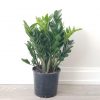 zz plant air-purifying office plants houseplants indoor plants Oakville Mississauga Etobicoke Milton Markham Brampton Woodbridge other GTA Kitchener