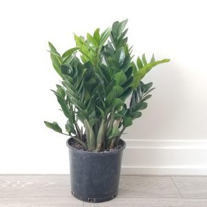 zz plant air-purifying office plants houseplants indoor plants Oakville Mississauga Etobicoke Milton Markham Brampton Woodbridge other GTA Kitchener