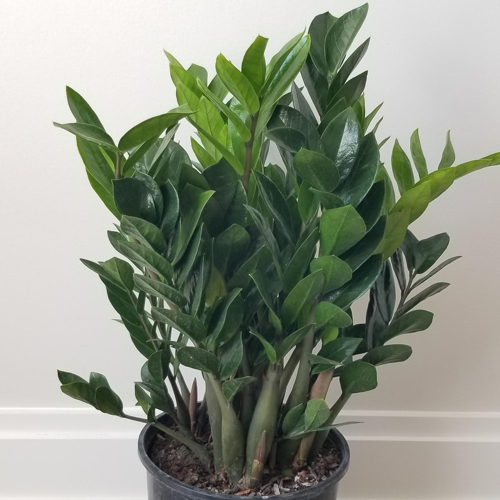zz plant air-purifying office plants houseplants indoor plants Oakville Mississauga Etobicoke Milton Markham Brampton Woodbridge other GTA Kitchener