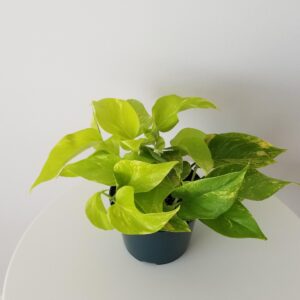 pothos teruno kaguya lemon indoor plants houseplants Oakville Mississauga Milton Etobicoke Kitchener Markham other GTA