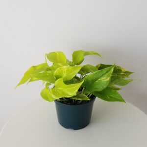 pothos teruno kaguya lemon indoor plants houseplants Oakville Mississauga Milton Etobicoke Kitchener Markham other GTA