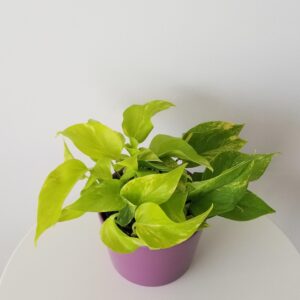 pothos teruno kaguya lemon indoor plants houseplants Oakville Mississauga Milton Etobicoke Kitchener Markham other GTA