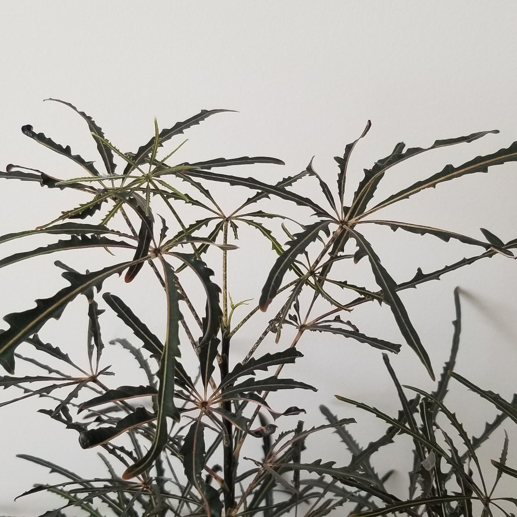 false aralia indoor plants houseplants Mississauga Oakville Etobicoke Brampton Milton Richmond Hill Kitchener Toronto other GTA